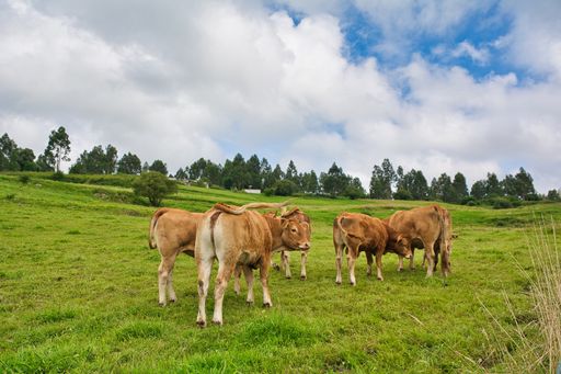 A view of brown cows (Bos taurus) in the field under the cloudy sky