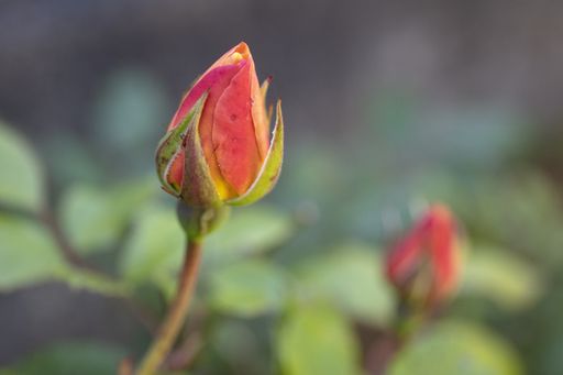A selective focus shot of a pink bud in spring