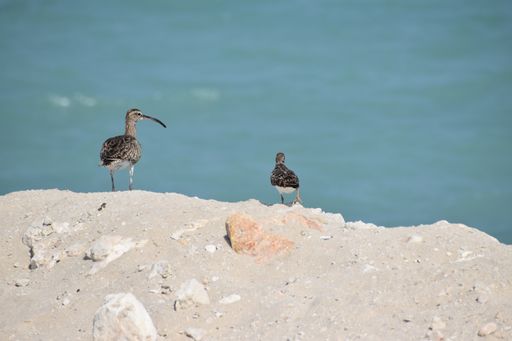 A closeup of Eurasian curlews standing on a rock