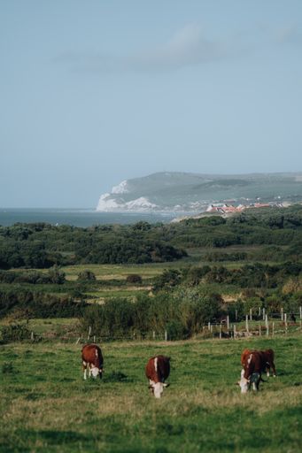 A vertical shot of cows grazing in a valley in France looking over Cap Blanc Nez and the Atlantic Ocean