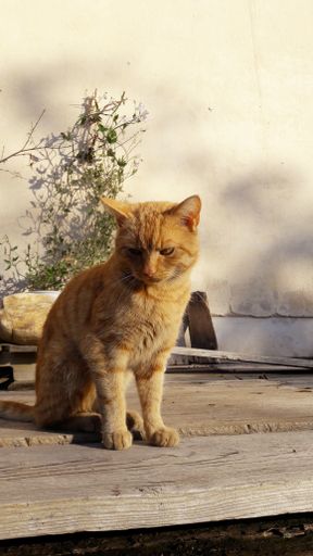 A vertical shot of a cat standing on a wooden surface