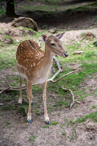 A shot of the small deer standing in the park of animals with blurred background