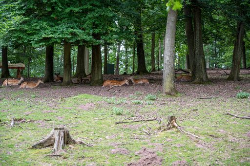 A shot of a small deer in the animals park sitting on ground with trees