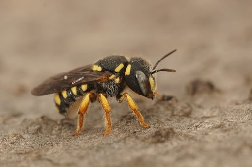 Closeup on a small, tiny and rarely photographed resin bee, Pseudoanthidium stigmaticorne form the Gard, France