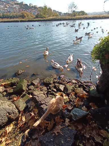 A vertical shot of a flock of geese in a lake, Istanbul, Turkey