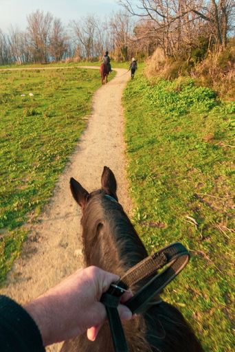 A vertical shot of people riding horses
