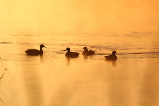 A group of mallard ducks swimming in a lake during a golden sunset
