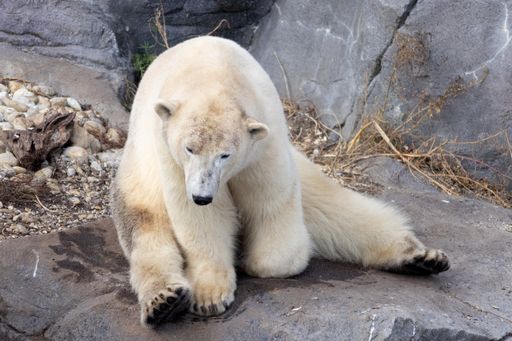 A view of a beautiful polar bear in its habitat