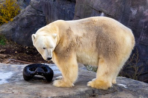 A view of a beautiful polar bear in its habitat