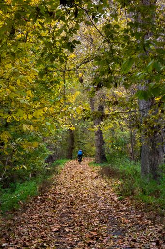 A vertical shot of a biker riding in a forest footpath in fall