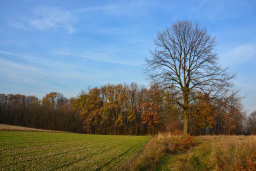 A beautiful view of the grassy field gleaming under the cloudy blue sky