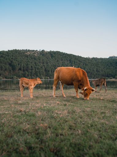 A vertical shot of cows on the grass near a calm lake