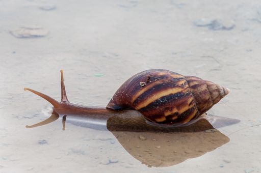 A brown pond snail crawling in the water
