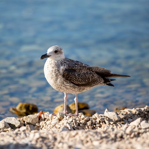 A Sandpiper bird with sea on the background