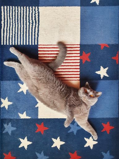 An overhead shot of a playful shorthair cat lying on a colorful carpet