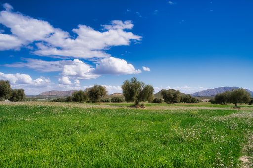 A scenic view of a field with trees and mountains in the background under the blue sky