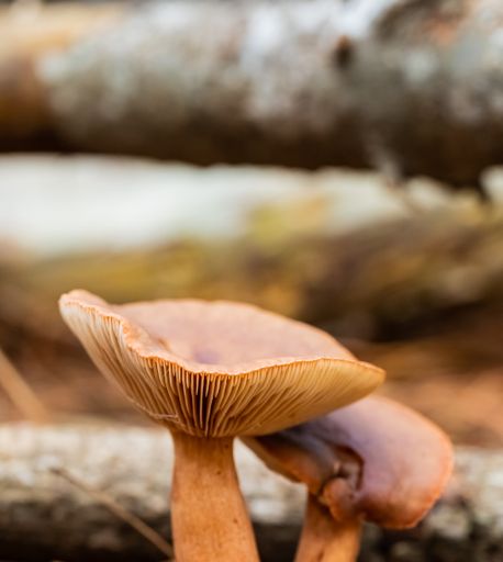 A close-up shot of some mushrooms in a pine forest plantation in Tokai Forest Cape Town