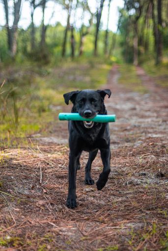 A vertical shot of a black labrador with a toy in the forest