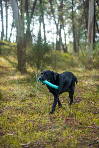 A vertical shot of a black labrador with a toy in the forest