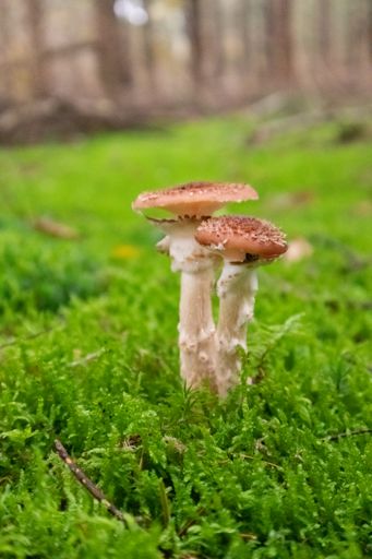 A vertical shot of a group of two mushrooms surrounded by moss growing on the ground in a forest