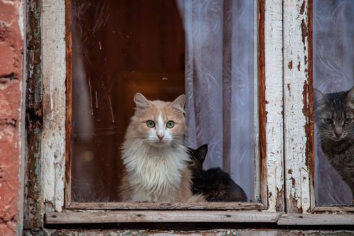 Cute little kittens looking out through the window