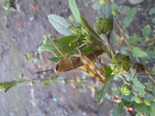 A vertical shot of a cricket on a green plant