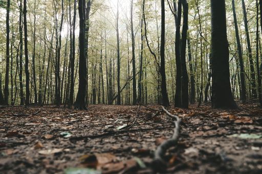 A fascinating forest view / Perfect wallpaper