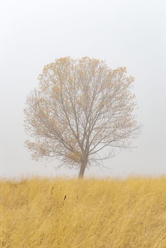 A lonely tree in the mist on a cold autumn morning in a meadow