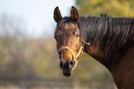 A beautiful shot of a horse in a field during the day
