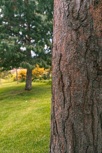 A selective focus vertical shot of a tree trunk in a park with a beautiful tree in the background