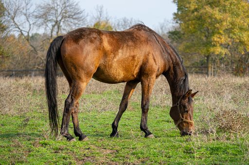 A brown horse walking in a field