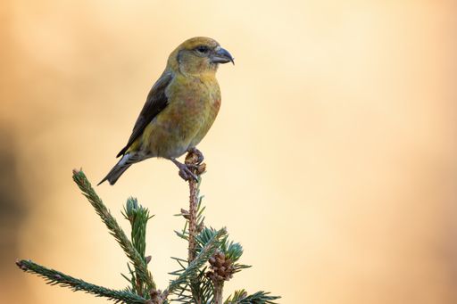 A selective focus shot of a cute small yellow bird sitting on a tree branch
