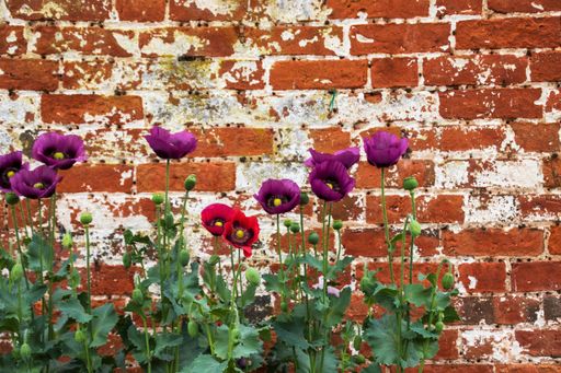 A beautiful shot of colorful flowers in front of a textured brick wall