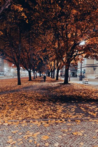A vertical shot of a park of golden trees and dry fallen autumn leaves