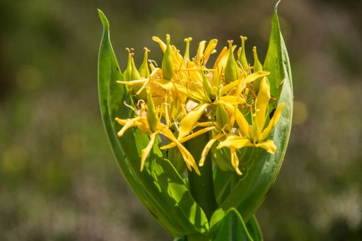 A closeup shot of beautiful yellow Gentiana lutea herbaceous perennial plant