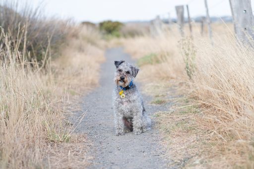 A view of a cute Schnauzer standing among the dry grass