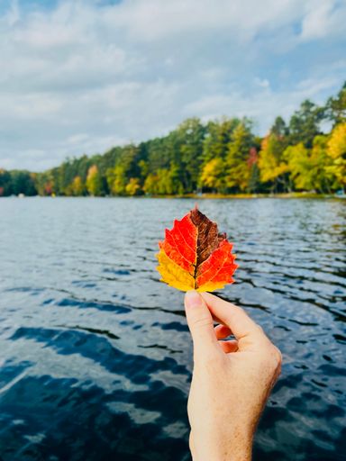 A vertical shot of a red-yellow leaf in the hand on the background of the lake and trees