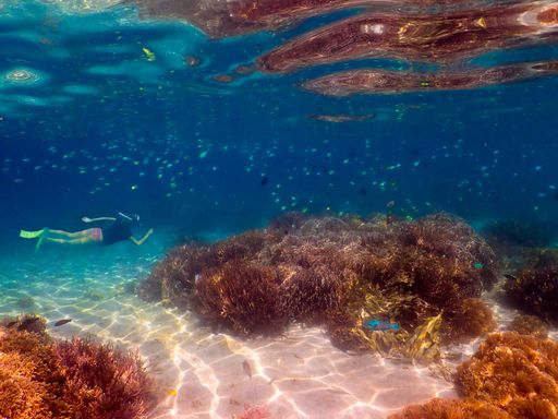 A female diver swiming with colorful fish near coral reefs underwater in the ocean