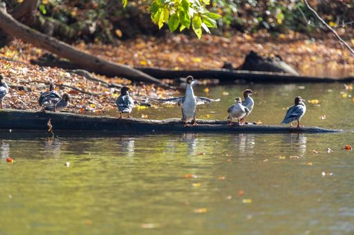 Common mergansers lined up on a log with one duck stretching his wings