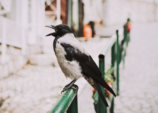 A beautiful shot of gray and black crow standing on a green metal fence
