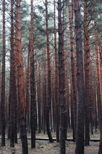A vertical shot of hundreds of beautiful tall trees captured in a forest