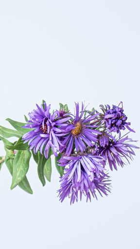 Close-up of vibrant purple flowers with green leaves against a light blue background.
