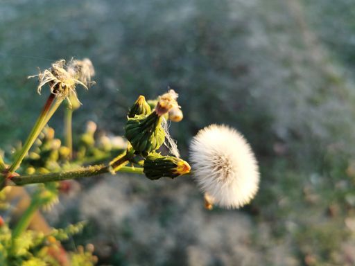 A selective focus shot of a white fluffy dandelion