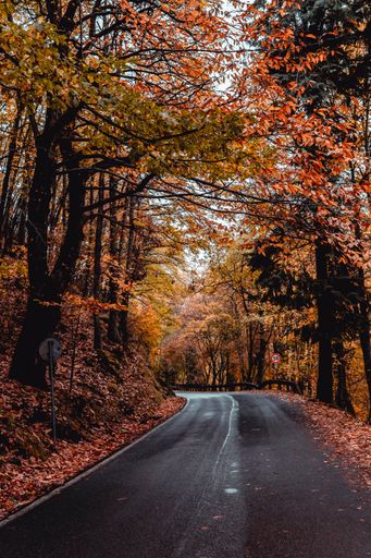 A vertical shot of an autumn landscape in the forest and a road passing through colorful trees
