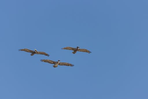 A low angle shot of three pelicans flying and blue sky on the background