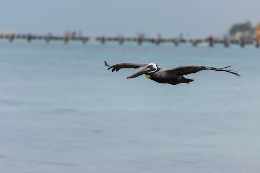 A pelican flying with opened wings over the blue sea and a bridge on the water on the background
