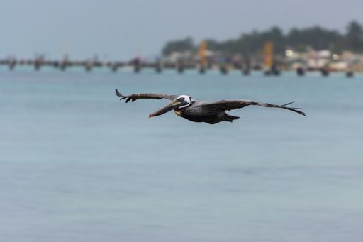 A pelican flying with opened wings over the blue sea and a shore visible on the background