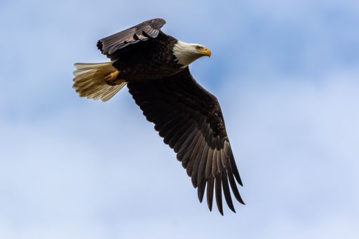 A lovely bald eagle flying high in a blue cloudy sky during the daytime
