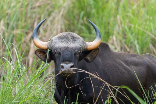 A close-up shot of a wild gaur with big horns hiding in the tall grasses in the field