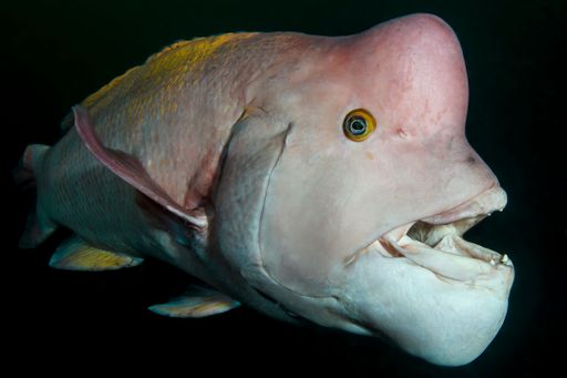 Close-up of a humphead wrasse fish underwater, showcasing its unique features and vibrant colors.